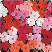 Impatiens Impatiens