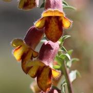 Digitalis obscura 'Orange'