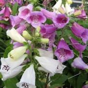 Digitalis purpurea 'Foxy' Digitalis purpurea 'Foxy'