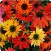 Echinacea purpurea 'Cheyenne Spirit' Echinacea purpurea 'Cheyenne Spirit'