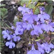 Lobelia 