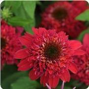 Echinacea purpurea 'Double Scoop Raspberry' Echinacea purpurea 'Double Scoop Raspberry'