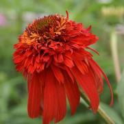 Echinacea purpurea 'Cone-Fections Hot Papaya'