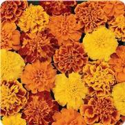 Marigold Marigold