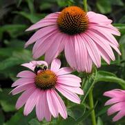 Echinacea purpurea 'Magnus' Echinacea purpurea 'Magnus'