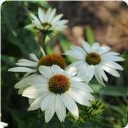 Echinacea purpurea 'Pow Wow White' Echinacea purpurea 'Pow Wow White'