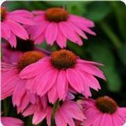 Echinacea purpurea 'Pow Wow Wild Berry'