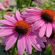 Echinacea purpurea 'Prairie Splendor'