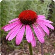 Echinacea purpurea 'Ruby Star'