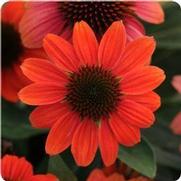 Echinacea purpurea 'Sombrero Hot Coral' Echinacea purpurea 'Sombrero Hot Coral'