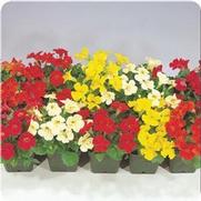 Mimulus Mimulus