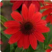 Echinacea purpurea 'Sombrero Salsa Red'