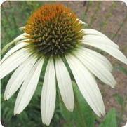Echinacea purpurea 'White Swan' Echinacea purpurea 'White Swan'