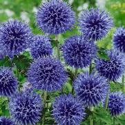 Echinops Blue Glow Echinops Blue Glow