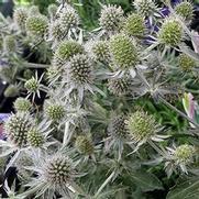 Eryngium planum 'Blue Glitter'