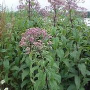 Eupatorium purpureum 'Gateway' Eupatorium purpureum 'Gateway'