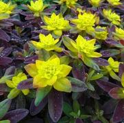 Euphorbia polychroma 'Bonfire'