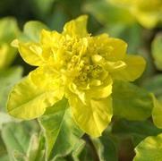 Euphorbia polychroma Euphorbia polychroma
