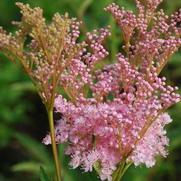 Filipendula rubra 'Venusta' Filipendula rubra 'Venusta'