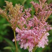 Filipendula rubra 'Venusta'