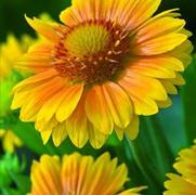 Gaillardia grandiflora 'Arizona Apricot Shades'