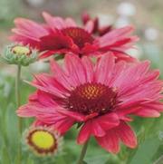 Gaillardia grandiflora 'Arizona Red Shades' Gaillardia grandiflora 'Arizona Red Shades'