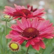 Gaillardia grandiflora 'Arizona Red Shades'