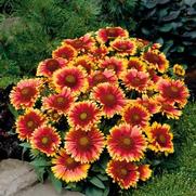 Gaillardia grandiflora 'Arizona Sun'