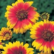 Gaillardia grandiflora 'Dazzler'