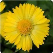 Gaillardia grandiflora 'Mesa Yellow'