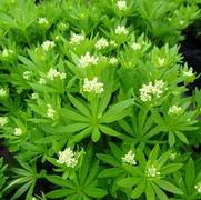 Galium odoratum Galium odoratum