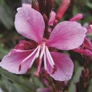 Gaura lindheimeri 'Siskiyou Pink'