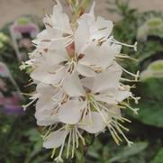 Gaura lindheimeri 'Whirling Butterflies'