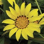Gazania linearis 'Gold' Gazania linearis 'Gold'