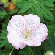 Geranium sanguineum 'Vision Pink'