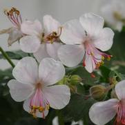Geranium x. cantabrigiense 'Biokovo' Geranium x. cantabrigiense 'Biokovo'