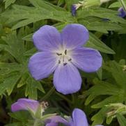Geranium hybrid 'Brookside'