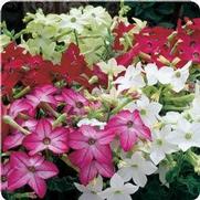 Nicotiana alata 'Starmaker Mix'