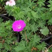 Geranium sanguineum 'Vision Violet'