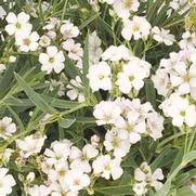Gypsophila repens 'Filou White' Gypsophila repens 'Filou White'