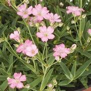 Gypsophila repens 'Filou Rose' Gypsophila repens 'Filou Rose'