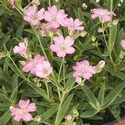 Gypsophila repens 'Filou Rose'