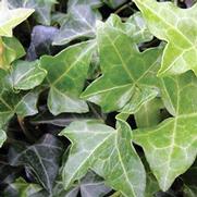 Hedera helix 'Thorndale' Hedera helix 'Thorndale'