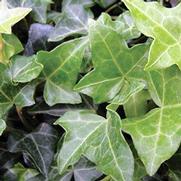 Hedera helix 'Thorndale'