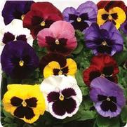 Pansy 