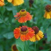 Helenium hybrid 'Mardi Gras'