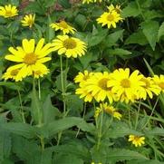 Heliopsis helianthoides 'Summer Sun' Heliopsis helianthoides 'Summer Sun'