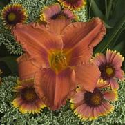 Hemerocallis hybrid 'Alabama Jubilee'