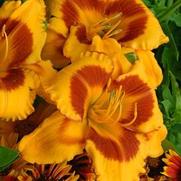 Hemerocallis hybrid 'Fooled Me' Hemerocallis hybrid 'Fooled Me'