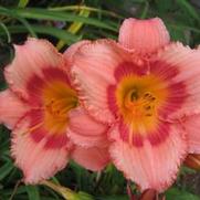 Hemerocallis hybrid 'Strawberry Candy'